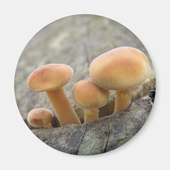 Toadstools on a Tree Trunk Magnet (Front)