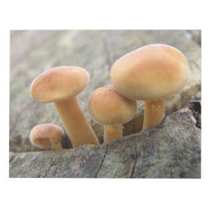 Toadstools on a Tree Trunk Notepad