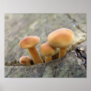 Toadstools on a Tree Trunk Poster