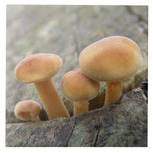 Toadstools on a Tree Trunk Tile