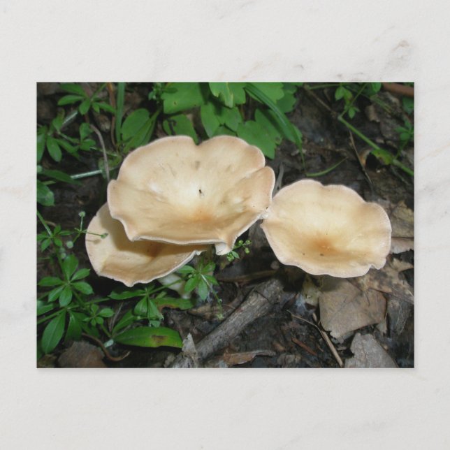 Toasted Trio Mushrooms Postcard (Front)