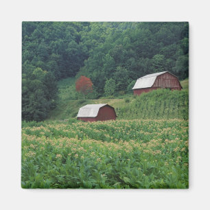 Tobacco crop and pair of red tobacco barns near magnet