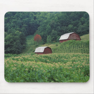 Tobacco crop and pair of red tobacco barns near mouse pad