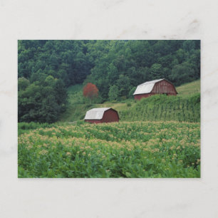 Tobacco crop and pair of red tobacco barns near postcard