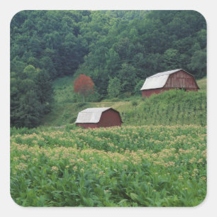 Tobacco crop and pair of red tobacco barns near square sticker