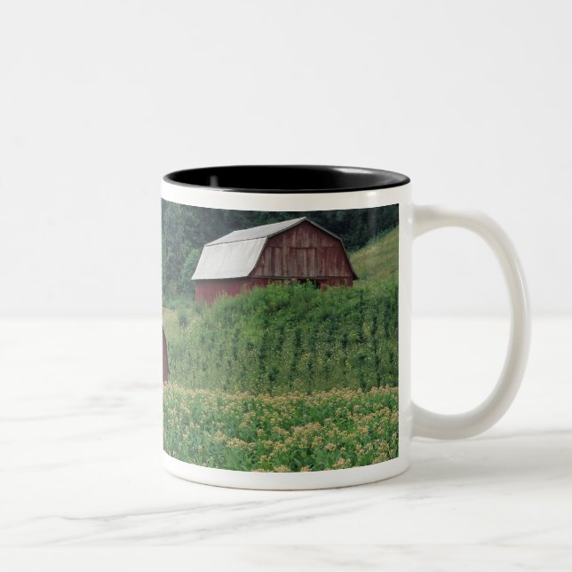 Tobacco crop and pair of red tobacco barns near Two-Tone coffee mug (Right)