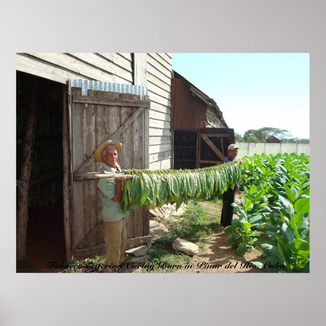 Tobacco Entering Curing Barn Pinar del Rio Cuba Poster (Front)