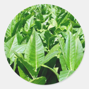 Tobacco field classic round sticker