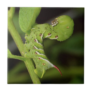 Tobacco Hornworm Caterpillar Ceramic Photo Tile