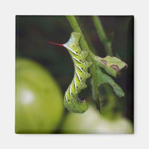 Tobacco Hornworm Caterpillar Magnet