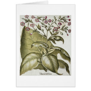 Tobacco plant, from the 'Hortus Eystettensis' by B