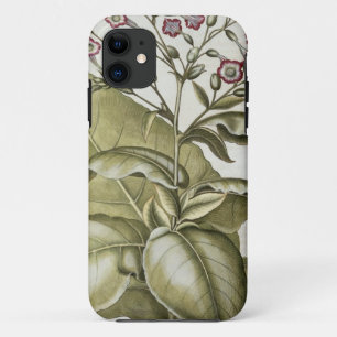Tobacco plant, from the 'Hortus Eystettensis' by B iPhone 11 Case