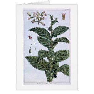 Tobacco plant, plate 7, from 'Collection Precieuse