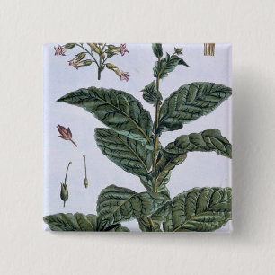 Tobacco plant, plate 7, from 'Collection Precieuse 15 Cm Square Badge