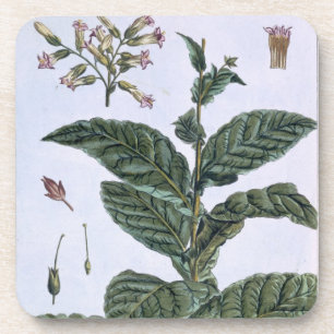 Tobacco plant, plate 7, from 'Collection Precieuse Coaster