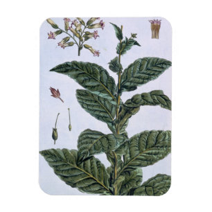 Tobacco plant, plate 7, from 'Collection Precieuse Magnet