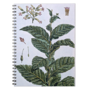 Tobacco plant, plate 7, from 'Collection Precieuse Notebook