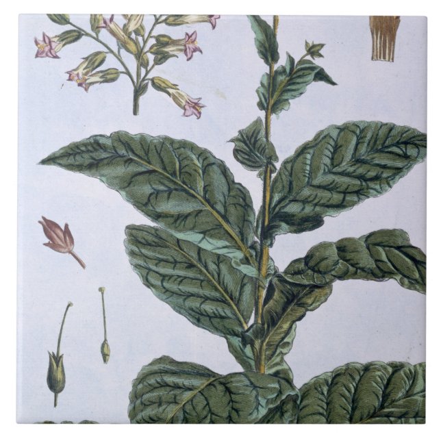 Tobacco plant, plate 7, from 'Collection Precieuse Tile (Front)