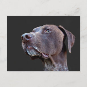 Toby Postcard