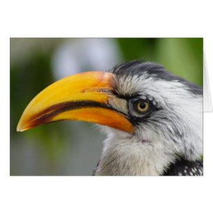 Tockus leucomelas