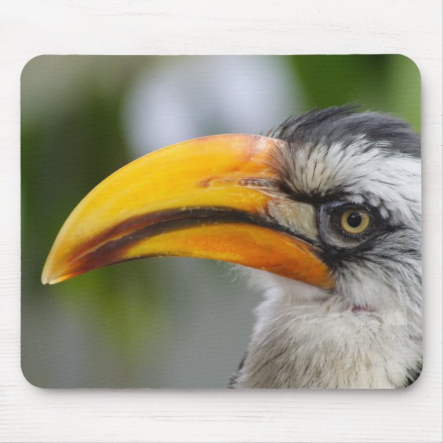 Tockus leucomelas mouse pad (Front)