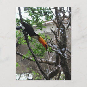 Toco Toucan # 2 Postcard