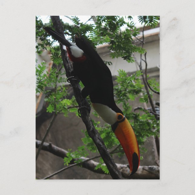 Toco Toucan # 3 Postcard (Front)