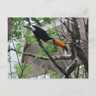 Toco Toucan # 4 Postcard