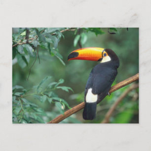 TOCO TOUCAN PHOTO FULL COLOR POSTCARD