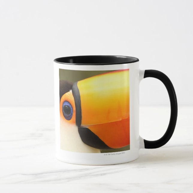 Toco Toucan (Ramphastos toco) is the largest Mug (Right)