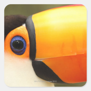 Toco Toucan (Ramphastos toco) is the largest Square Sticker