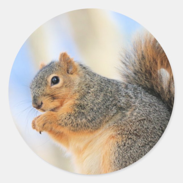 Todays furball  classic round sticker (Front)