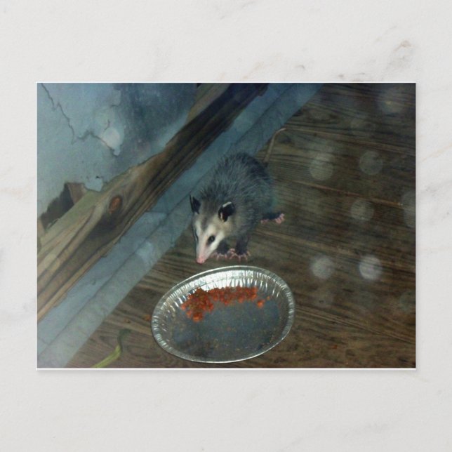 Toddler Opossum 1 Postcard (Front)