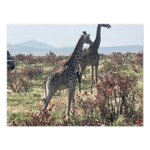 Together Across the Savanna – Two Giraffes Photo