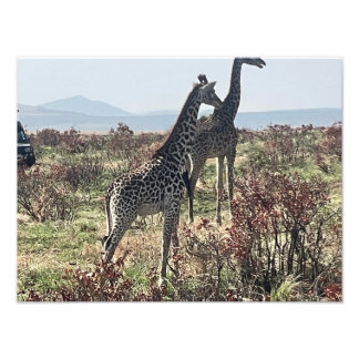 Together Across the Savanna – Two Giraffes Photo Print