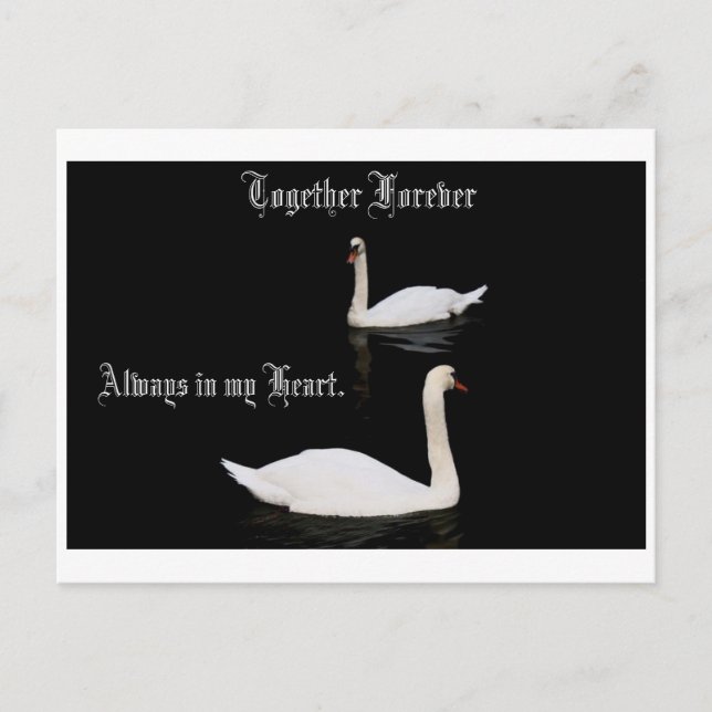 Together Forever Swans. Postcard (Front)