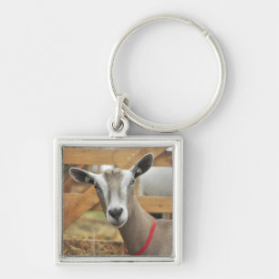 Toggenburg Dairy Goat Doe Key Ring