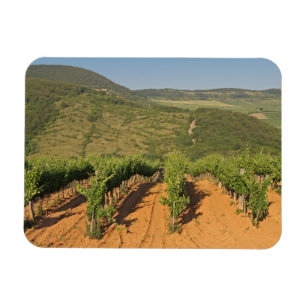 Tokaj vineyards, Hungary Magnet