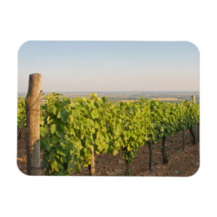 Tokaj vineyards, Hungary Magnet