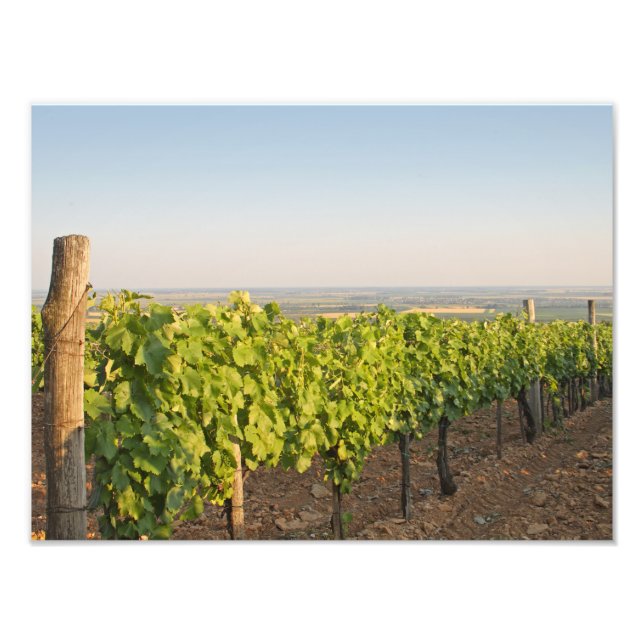 Tokaj vineyards, Hungary Photo Print (Front)