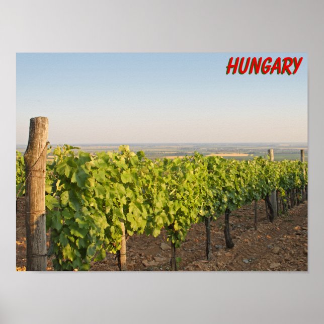 Tokaj vineyards, Hungary Poster (Front)