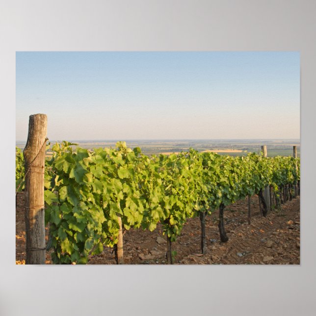 Tokaj vineyards, Hungary Poster (Front)