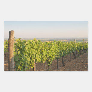 Tokaj vineyards, Hungary Rectangular Sticker