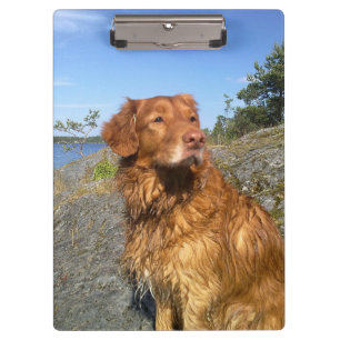 toller wet clipboard