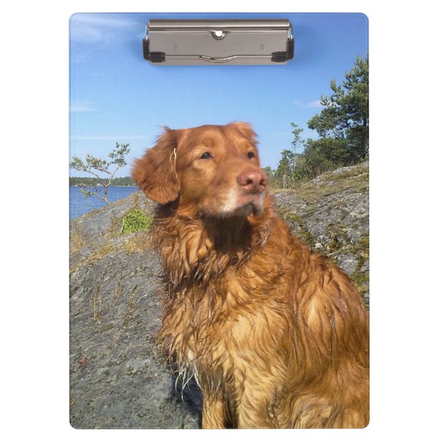 toller wet clipboard (Front)