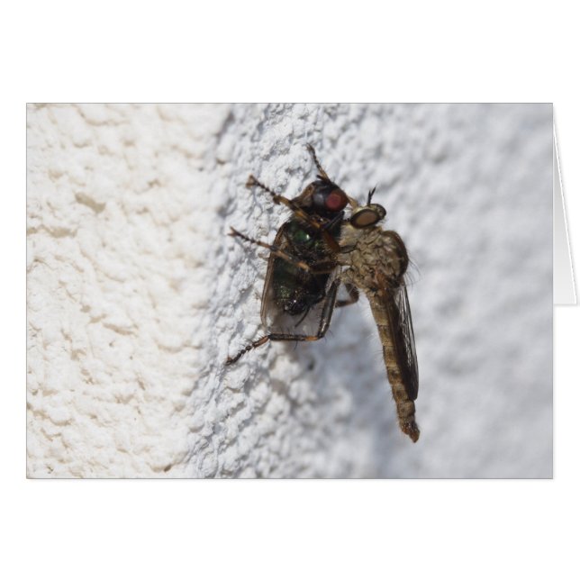 Tolmerus atricapillus (Front Horizontal)