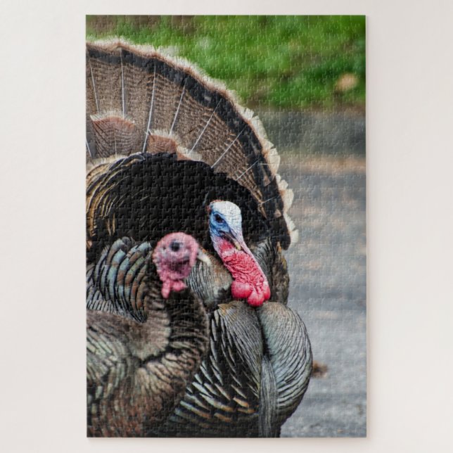 Tom the Turkey and his hen 1000 piece puzzle game (Vertical)