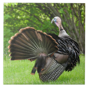 Tom Turkey Feather Display Ceramic Tile