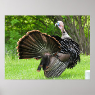 Tom Turkey Feather Display Poster