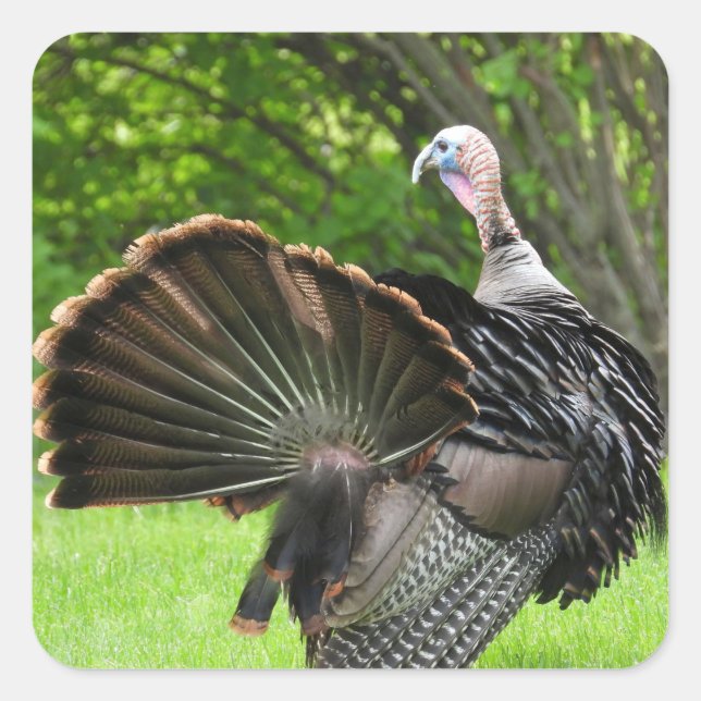 Tom Turkey Feather Display Square Sticker (Front)